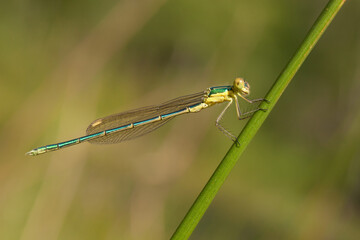 blue dragonfly on a green leaf