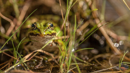 frog in the grass