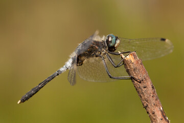 close up of a dragonfly on a branch, white, Leucorrhinia albifrons, dark whiteface