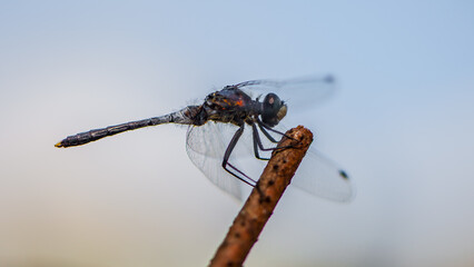 opalescent dragonfly, dark whiteface, leucorrhinia albifrons