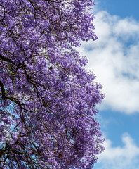 The bright, purple colored Jacaranda tree (Jacaranda mimosifolia) is in full bloom in Lisbon, Portugal
