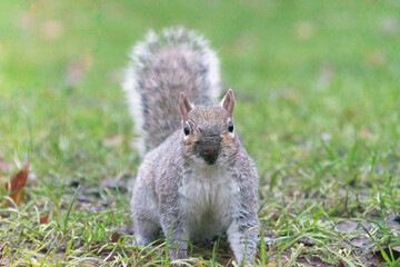 Naklejka na ściany i meble Gray squirrel in Hyde Park, London. March 3 world wildlife day.