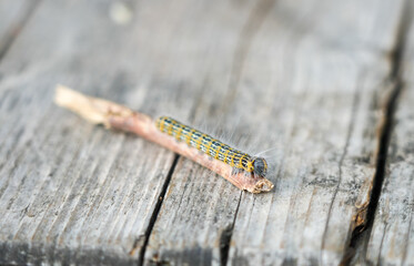 Buff-tip Caterpillar. Phalera bucephala. Insect close-up. Moth of the family Notodontidae.
