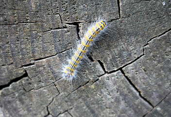 Buff-tip Caterpillar. Phalera bucephala. Insect close-up. Moth of the family Notodontidae.
