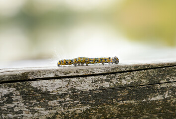 Buff-tip Caterpillar. Phalera bucephala. Insect close-up. Moth of the family Notodontidae.
