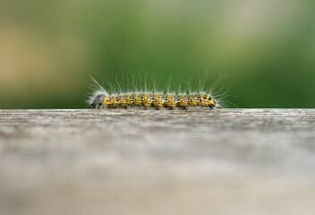 Buff-tip Caterpillar. Phalera bucephala. Insect close-up. Moth of the family Notodontidae.
