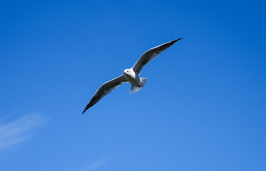 Flying seagull at the Steinhuder Meer. Water bird. Larinae.
