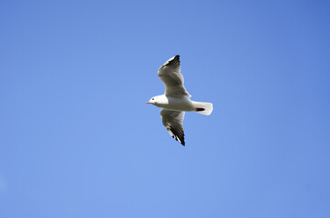 Flying seagull at the Steinhuder Meer. Water bird. Larinae.
