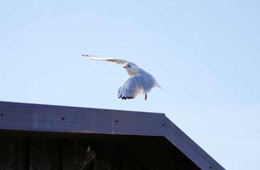 Flying seagull at the Steinhuder Meer. Water bird. Larinae.

