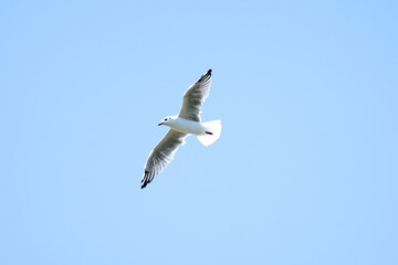 Flying seagull at the Steinhuder Meer. Water bird. Larinae.
