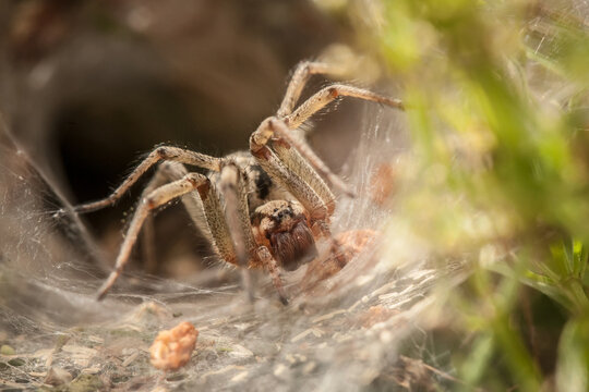 spider on a web, Agelena labyrinthica