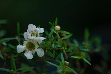 Obraz na płótnie Canvas White Manuka flowers on nature background.