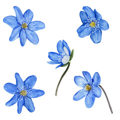 Fototapeta na wymiar Hepatica blue spring flowers watercolor set. Isolated on white background
