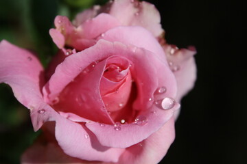 Rosa con lluvia
