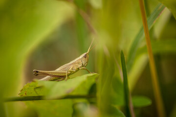 grasshopper on a leaf