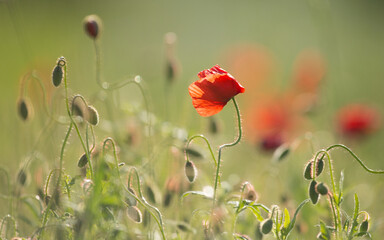 red poppy flower