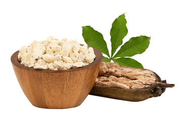 Baobab and green leaves on transparent background.