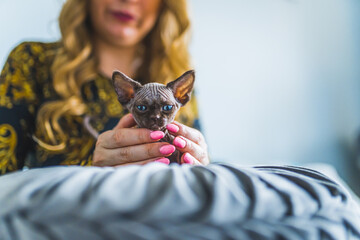 Woman cuddling with Devon Rex kitten. High quality photo