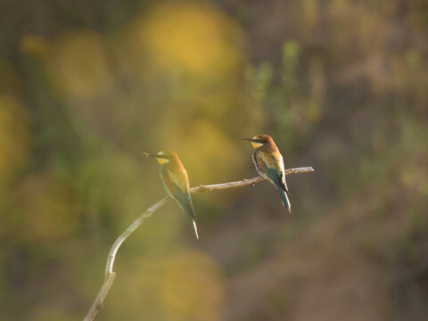 Blue Tailed Bee Eater