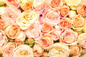 Composition with beautiful rose flowers, closeup