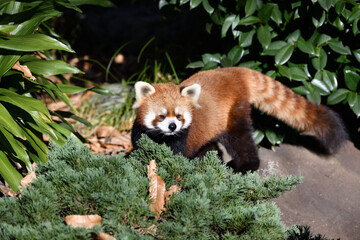 地面を歩行するレッサーパンダ