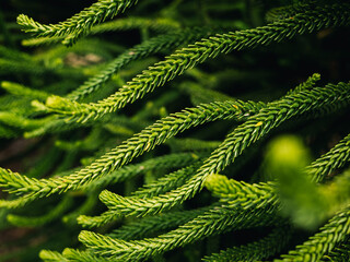 Green foliage