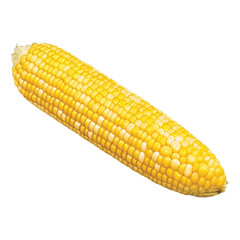 corn hand drawn with watercolor painting style illustration