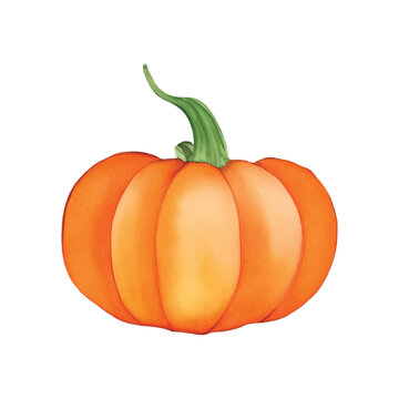 pumpkin hand drawn with watercolor painting style illustration
