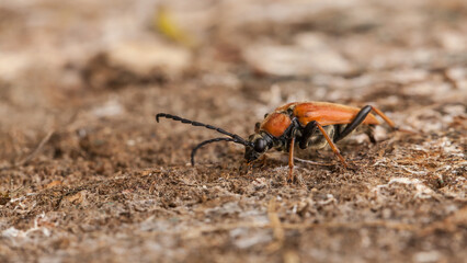 beetle on the ground