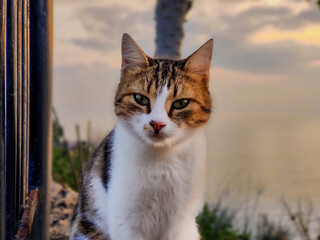 Cat staring at me