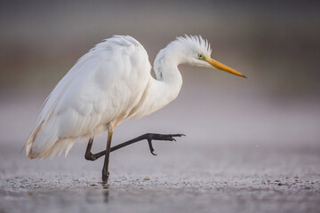 portrait of white heron, ardea alba