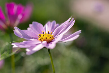 Fototapeta premium flower