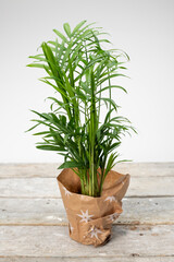 Parlour palm or bella palm, Chamaedorea Elegans, in a pot 