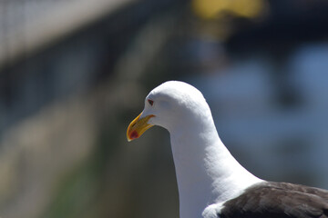 a seagull in summer on the coast of Chile