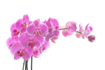 Plexiglas foto achterwand Pink orchid isolated on white background     © uwimages