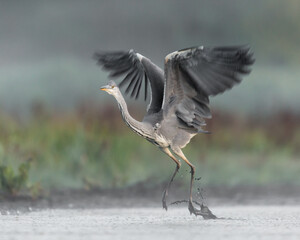 grey heron ardea cinerea