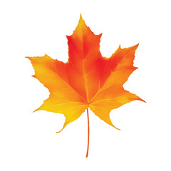 maple leaf hand drawn with watercolor painting style illustration