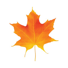 maple leaf hand drawn with watercolor painting style illustration