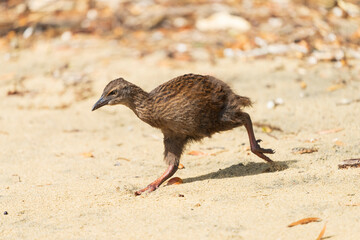 Weka, also known as Maori hen or woodhen (Gallirallus australis)