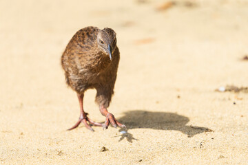 Weka, also known as Maori hen or woodhen (Gallirallus australis)