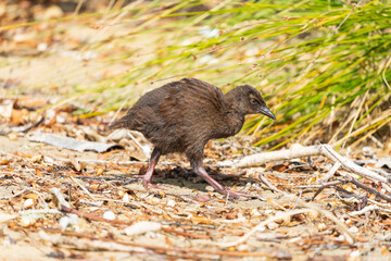 Weka, also known as Maori hen or woodhen (Gallirallus australis)
