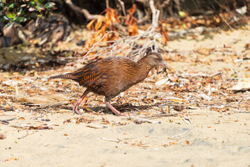 Weka, also known as Maori hen or woodhen (Gallirallus australis)