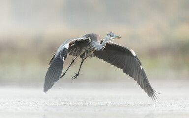 heron in flight