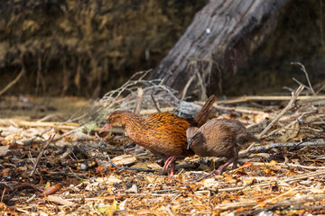Weka, also known as Maori hen or woodhen (Gallirallus australis)