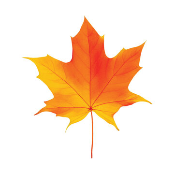 maple leaf hand drawn with watercolor painting style illustration