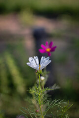 flowers in the garden