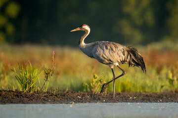 Obraz na płótnie Canvas crane, grus grud, grey crowned crane