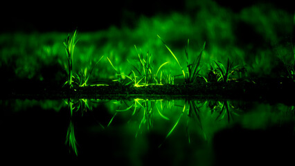 luminescent grass in the dark