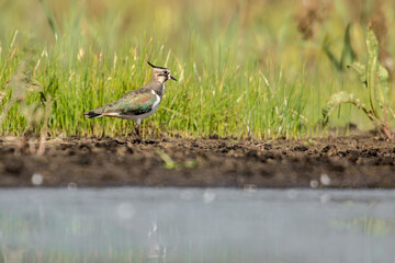 lapwing in the wetland