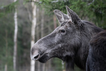 Portrait of a moose in forest.